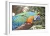 USA, Florida, Orlando. Blue-and-Yellow Macaw at Gatorland.-Lisa S. Engelbrecht-Framed Photographic Print