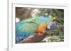 USA, Florida, Orlando. Blue-and-Yellow Macaw at Gatorland.-Lisa S. Engelbrecht-Framed Photographic Print