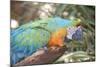 USA, Florida, Orlando. Blue-and-Yellow Macaw at Gatorland.-Lisa S. Engelbrecht-Mounted Photographic Print