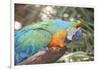 USA, Florida, Orlando. Blue-and-Yellow Macaw at Gatorland.-Lisa S. Engelbrecht-Framed Photographic Print