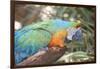 USA, Florida, Orlando. Blue-and-Yellow Macaw at Gatorland.-Lisa S. Engelbrecht-Framed Photographic Print