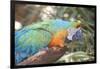 USA, Florida, Orlando. Blue-and-Yellow Macaw at Gatorland.-Lisa S. Engelbrecht-Framed Photographic Print