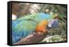 USA, Florida, Orlando. Blue-and-Yellow Macaw at Gatorland.-Lisa S. Engelbrecht-Framed Stretched Canvas