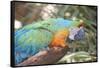 USA, Florida, Orlando. Blue-and-Yellow Macaw at Gatorland.-Lisa S. Engelbrecht-Framed Stretched Canvas