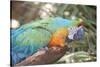 USA, Florida, Orlando. Blue-and-Yellow Macaw at Gatorland.-Lisa S. Engelbrecht-Stretched Canvas