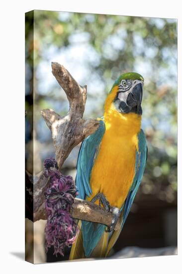 USA, Florida, Orlando. Blue-and-Yellow Macaw at Gatorland.-Lisa S. Engelbrecht-Stretched Canvas