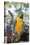 USA, Florida, Orlando. Blue-and-Yellow Macaw at Gatorland.-Lisa S. Engelbrecht-Stretched Canvas