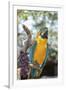 USA, Florida, Orlando. Blue-and-Yellow Macaw at Gatorland.-Lisa S. Engelbrecht-Framed Premium Photographic Print