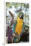 USA, Florida, Orlando. Blue-and-Yellow Macaw at Gatorland.-Lisa S. Engelbrecht-Framed Premium Photographic Print