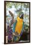 USA, Florida, Orlando. Blue-and-Yellow Macaw at Gatorland.-Lisa S. Engelbrecht-Framed Premium Photographic Print