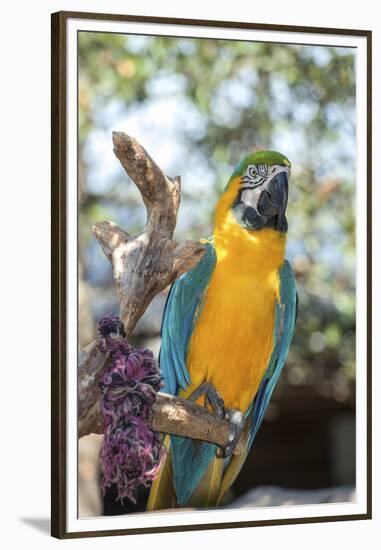 USA, Florida, Orlando. Blue-and-Yellow Macaw at Gatorland.-Lisa S. Engelbrecht-Framed Premium Photographic Print