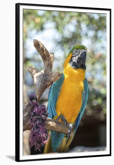 USA, Florida, Orlando. Blue-and-Yellow Macaw at Gatorland.-Lisa S. Engelbrecht-Framed Premium Photographic Print
