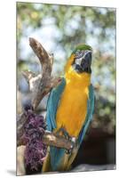 USA, Florida, Orlando. Blue-and-Yellow Macaw at Gatorland.-Lisa S. Engelbrecht-Mounted Premium Photographic Print