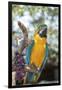 USA, Florida, Orlando. Blue-and-Yellow Macaw at Gatorland.-Lisa S. Engelbrecht-Framed Premium Photographic Print