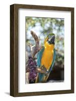 USA, Florida, Orlando. Blue-and-Yellow Macaw at Gatorland.-Lisa S. Engelbrecht-Framed Photographic Print