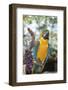 USA, Florida, Orlando. Blue-and-Yellow Macaw at Gatorland.-Lisa S. Engelbrecht-Framed Photographic Print