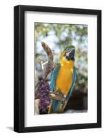 USA, Florida, Orlando. Blue-and-Yellow Macaw at Gatorland.-Lisa S. Engelbrecht-Framed Photographic Print