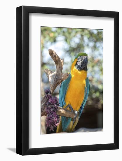 USA, Florida, Orlando. Blue-and-Yellow Macaw at Gatorland.-Lisa S. Engelbrecht-Framed Photographic Print