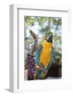 USA, Florida, Orlando. Blue-and-Yellow Macaw at Gatorland.-Lisa S. Engelbrecht-Framed Photographic Print