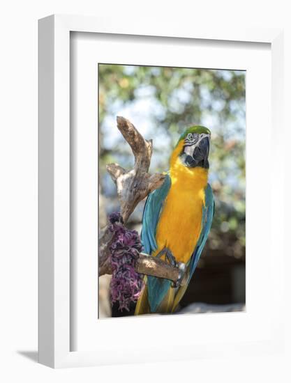 USA, Florida, Orlando. Blue-and-Yellow Macaw at Gatorland.-Lisa S. Engelbrecht-Framed Photographic Print