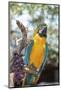 USA, Florida, Orlando. Blue-and-Yellow Macaw at Gatorland.-Lisa S. Engelbrecht-Mounted Photographic Print