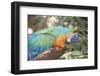 USA, Florida, Orlando. Blue-and-Yellow Macaw at Gatorland.-Lisa S. Engelbrecht-Framed Photographic Print