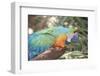 USA, Florida, Orlando. Blue-and-Yellow Macaw at Gatorland.-Lisa S. Engelbrecht-Framed Photographic Print