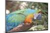 USA, Florida, Orlando. Blue-and-Yellow Macaw at Gatorland.-Lisa S. Engelbrecht-Mounted Photographic Print