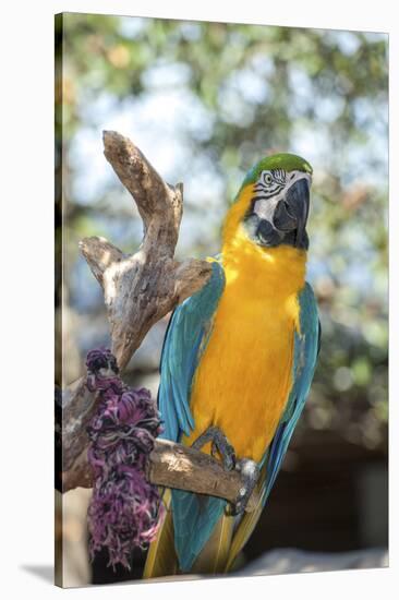 USA, Florida, Orlando. Blue-and-Yellow Macaw at Gatorland.-Lisa S. Engelbrecht-Stretched Canvas