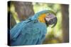 USA, Florida, Orlando, Blue-And-Yellow Macaw, Gatorland-Lisa S. Engelbrecht-Stretched Canvas