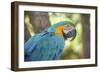USA, Florida, Orlando, Blue-And-Yellow Macaw, Gatorland-Lisa S. Engelbrecht-Framed Photographic Print