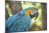 USA, Florida, Orlando, Blue-And-Yellow Macaw, Gatorland-Lisa S. Engelbrecht-Mounted Photographic Print