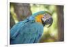 USA, Florida, Orlando, Blue-And-Yellow Macaw, Gatorland-Lisa S. Engelbrecht-Framed Photographic Print