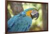 USA, Florida, Orlando, Blue-And-Yellow Macaw, Gatorland-Lisa S. Engelbrecht-Framed Photographic Print