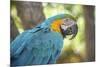 USA, Florida, Orlando, Blue-And-Yellow Macaw, Gatorland-Lisa S. Engelbrecht-Mounted Premium Photographic Print