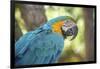 USA, Florida, Orlando, Blue-And-Yellow Macaw, Gatorland-Lisa S. Engelbrecht-Framed Premium Photographic Print