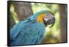 USA, Florida, Orlando, Blue-And-Yellow Macaw, Gatorland-Lisa S. Engelbrecht-Framed Stretched Canvas