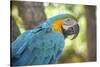 USA, Florida, Orlando, Blue-And-Yellow Macaw, Gatorland-Lisa S. Engelbrecht-Stretched Canvas