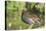 USA, Florida, Orlando. Common Moorhen at Gatorland.-Lisa S. Engelbrecht-Stretched Canvas