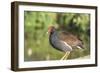 USA, Florida, Orlando. Common Moorhen at Gatorland.-Lisa S. Engelbrecht-Framed Photographic Print