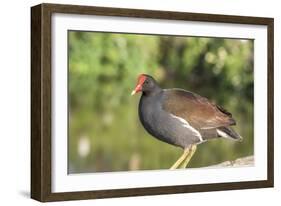 USA, Florida, Orlando. Common Moorhen at Gatorland.-Lisa S. Engelbrecht-Framed Photographic Print