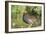 USA, Florida, Orlando. Common Moorhen at Gatorland.-Lisa S. Engelbrecht-Framed Photographic Print