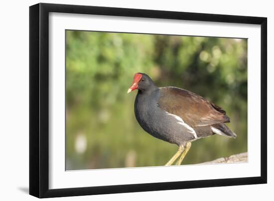 USA, Florida, Orlando. Common Moorhen at Gatorland.-Lisa S. Engelbrecht-Framed Photographic Print