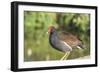 USA, Florida, Orlando. Common Moorhen at Gatorland.-Lisa S. Engelbrecht-Framed Photographic Print