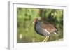 USA, Florida, Orlando. Common Moorhen at Gatorland.-Lisa S. Engelbrecht-Framed Photographic Print