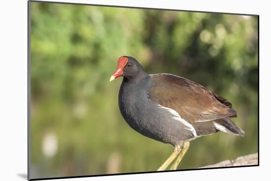 USA, Florida, Orlando. Common Moorhen at Gatorland.-Lisa S. Engelbrecht-Mounted Photographic Print