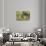USA, Florida, Orlando. Common Moorhen at Gatorland.-Lisa S. Engelbrecht-Photographic Print displayed on a wall