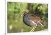 USA, Florida, Orlando. Common Moorhen at Gatorland.-Lisa S. Engelbrecht-Framed Photographic Print