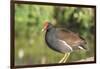 USA, Florida, Orlando. Common Moorhen at Gatorland.-Lisa S. Engelbrecht-Framed Photographic Print