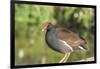 USA, Florida, Orlando. Common Moorhen at Gatorland.-Lisa S. Engelbrecht-Framed Photographic Print